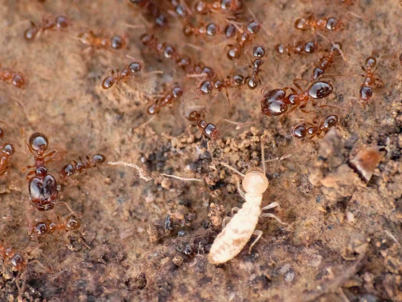 Formiche e termiti - S. Severa (RM)